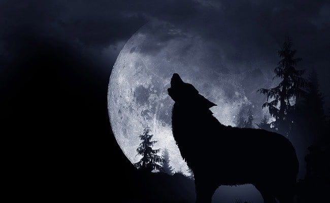 Wolf Moon rising over winter landscape with wolves silhouetted against moonlight for emotional transformation