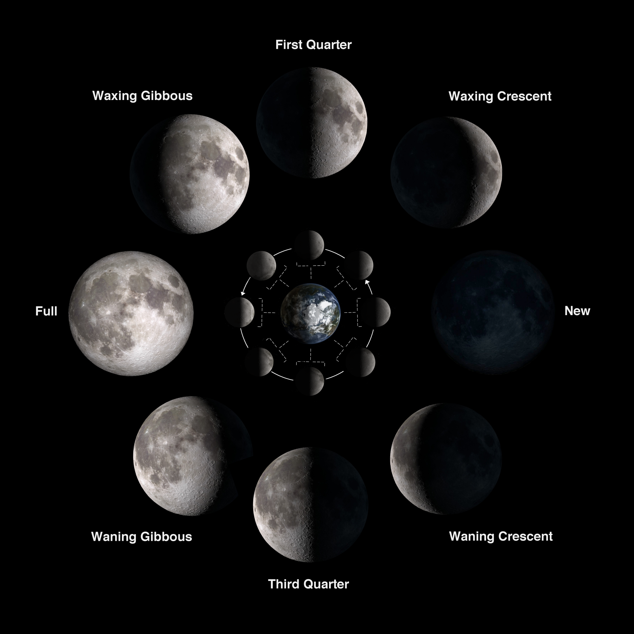 The Lunar Cycle Forecast
