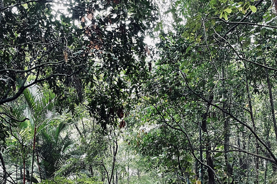 peaceful nature walk